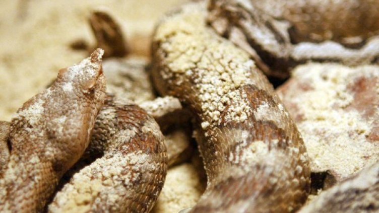 Снимка: архив, Булфото