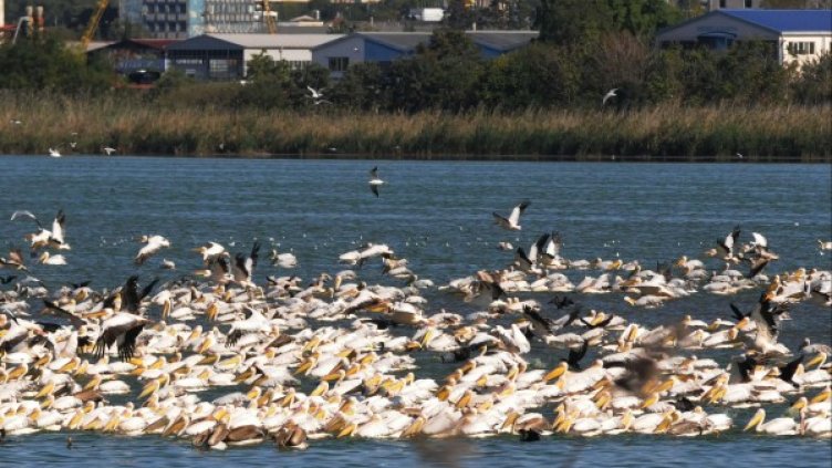 Пеликани в езерото "Вая". Снимка: архив, Булфото