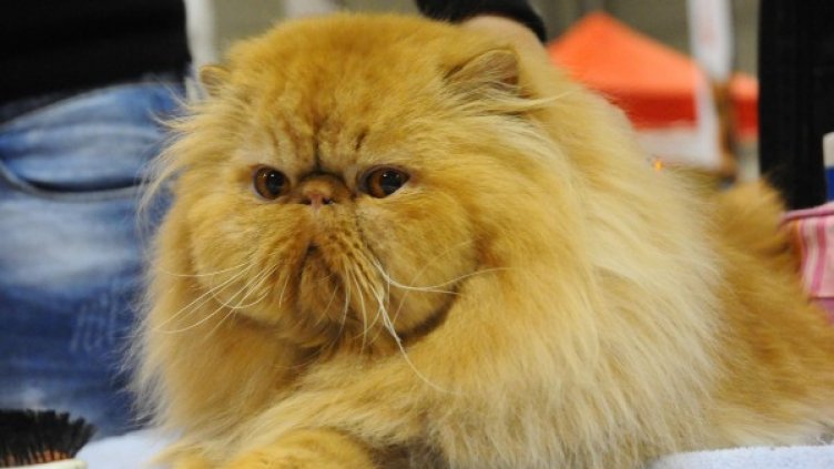 Снимка: архив, Булфото