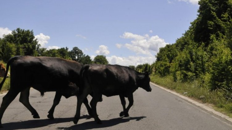 Снимка: Булфото, архив