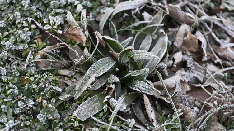 Снимка: архив, БГНЕС