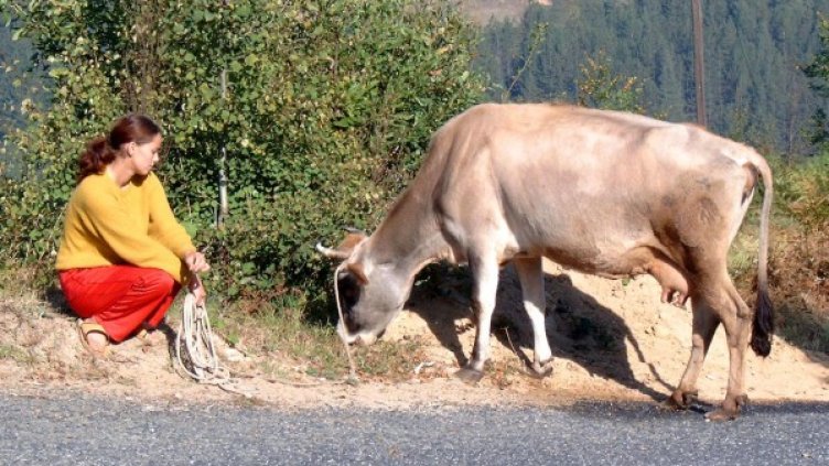 Снимка: Булфото, архив