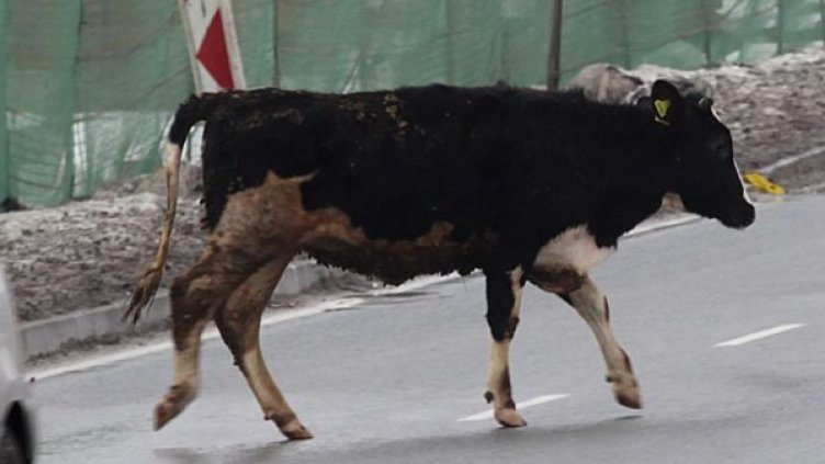 Снимка: Булфото, архив