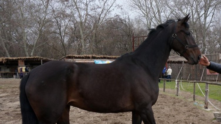 Снимка: Булфото, архив