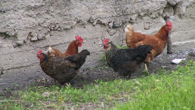 Снимка: архив, Булфото