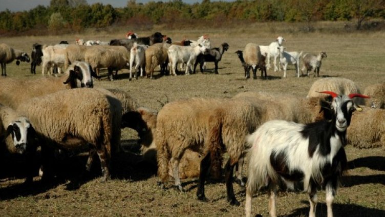 Снимка: Булфото, архив