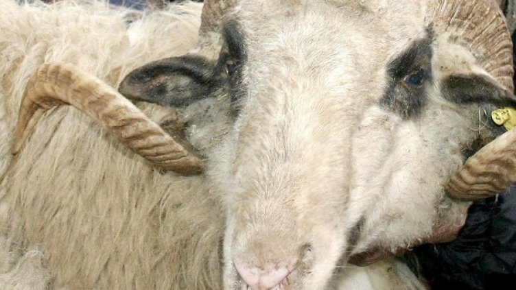 Снимка: Булфото