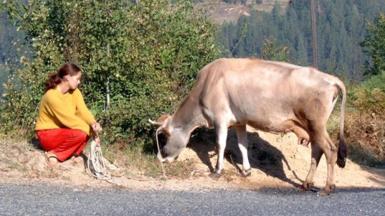 Снимка: Булфото, архив