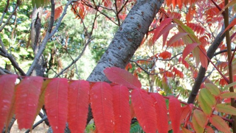 Снимка: БулФото-архив