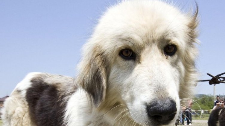 Снимка: Булфото