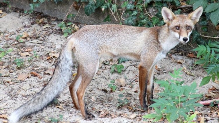 Снимка: Булфото