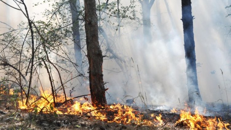 След пожар залесяването трябва да става по-бързо. Снимка: архив, БулФото
