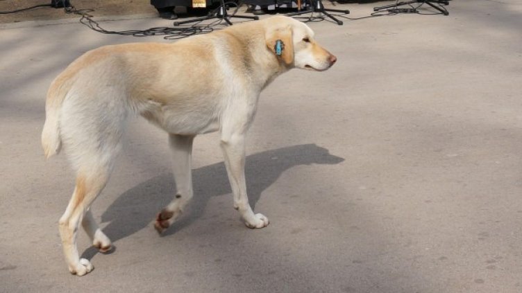 Снимка: Булфото, архив