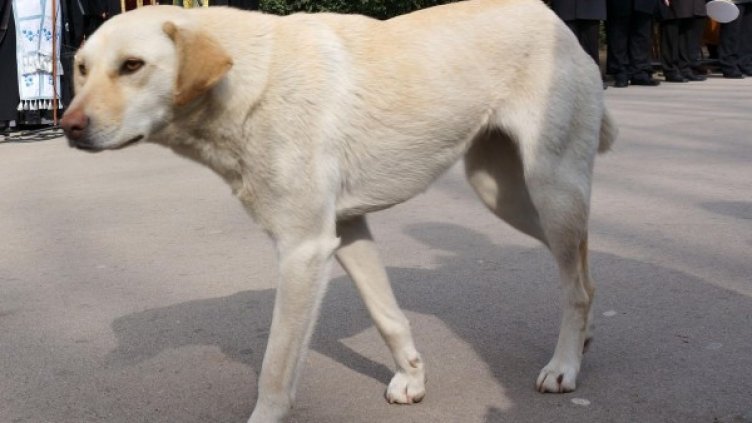 Снимка: Булфото, архив