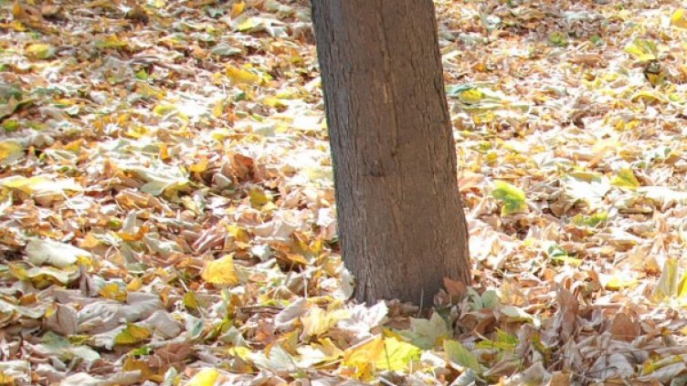 Снимка: Булфото, архив