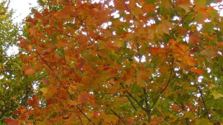 Снимка: архив, Булфото