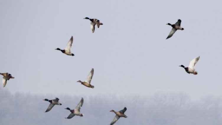 Снимка: Булфото