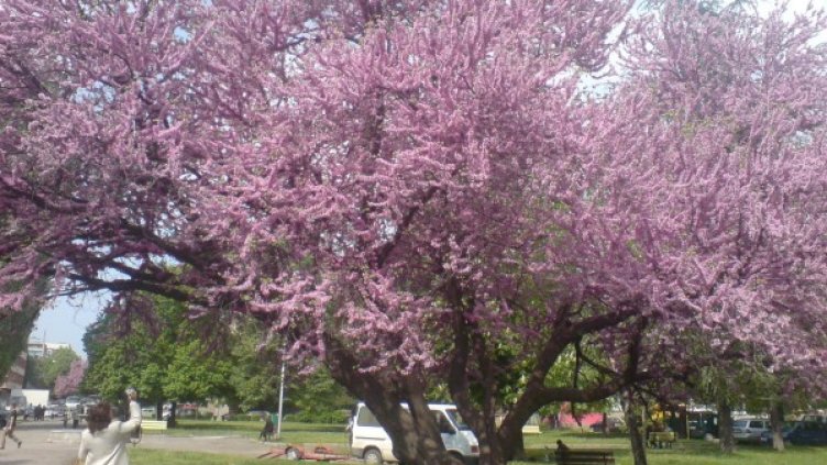 Снимка: Община Стара Загора