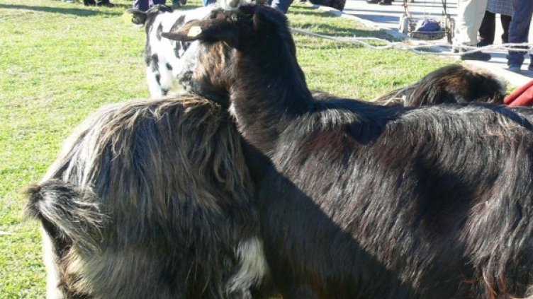 Архив: Булфото