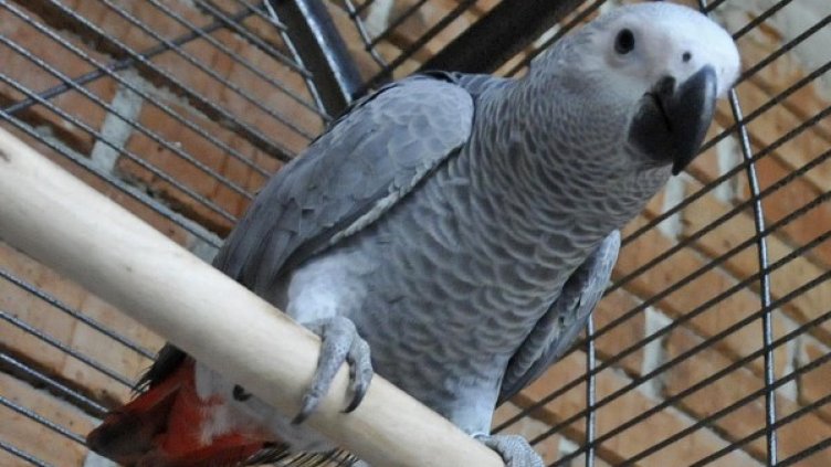 Архив: Булфото