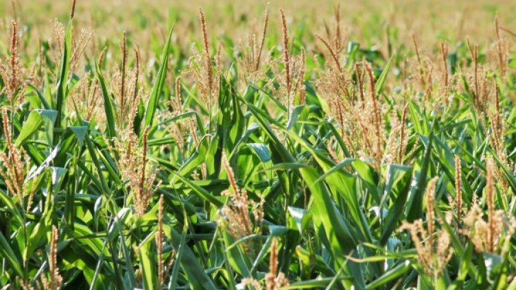 Тръгва нова мярка в подкрепа на млади фермери