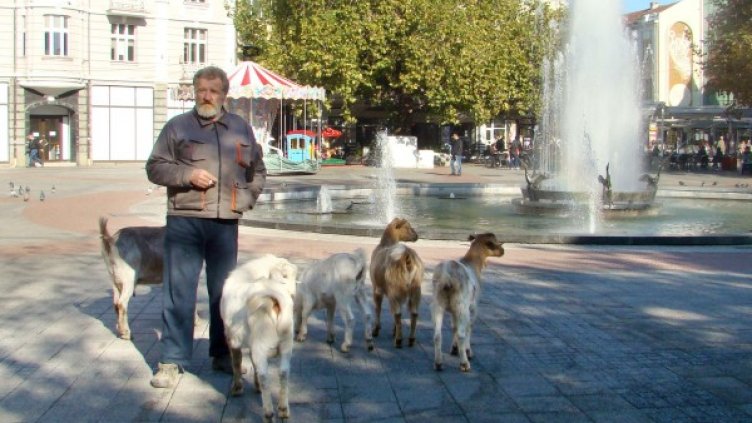 Протест с кози в Пловдив. Снимка: Булфото