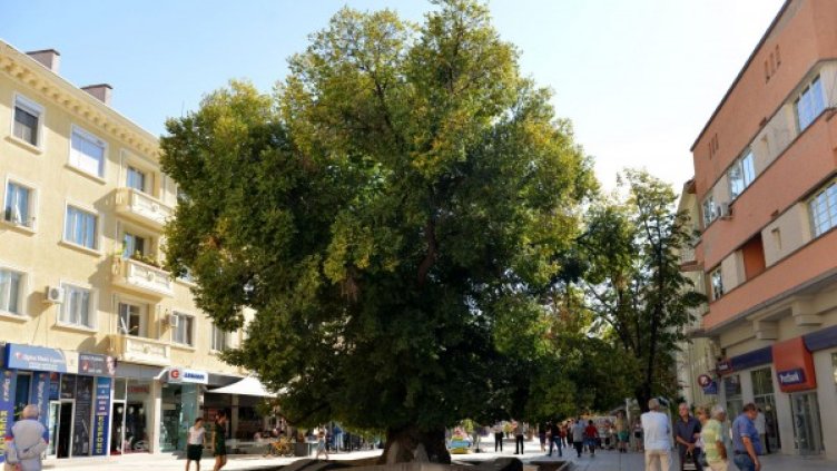 Снимка: stariyat-bryast.sliven.net