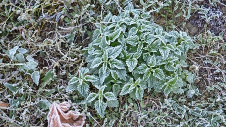 Снимка: архив, Булфото