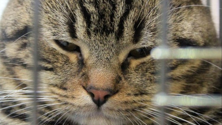 Снимка: архив, Булфото