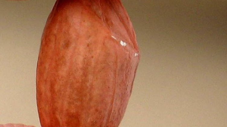 Архив: Булфото