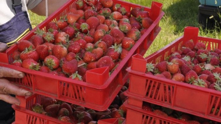 Снимка: Булфото, архив