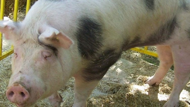 Архив: Булфото