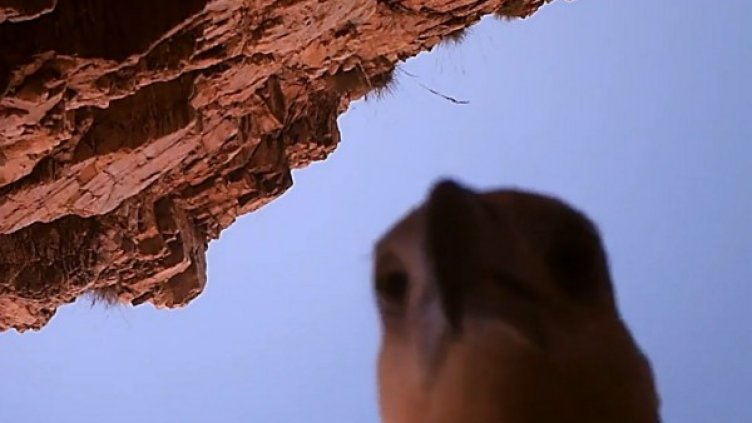 Снимка: YouTube