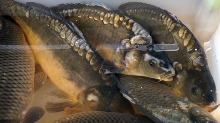 Рибните борси пращят. Кило шаран &ndash; 6 лева