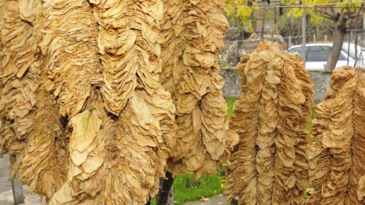 Архив: Булфото