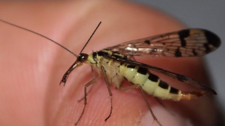 Архив: Булфото