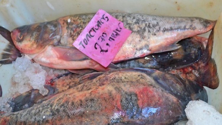 Снимка: Булфото