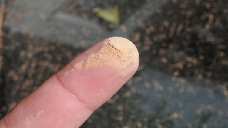 Снимка, архив: Булфото