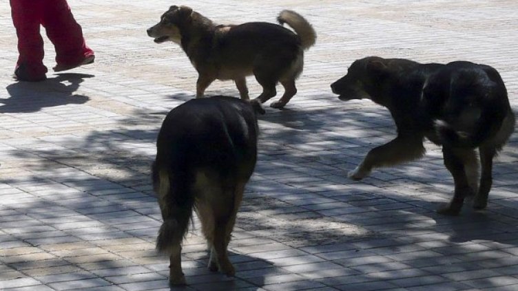 Снимка: архив, Булфото