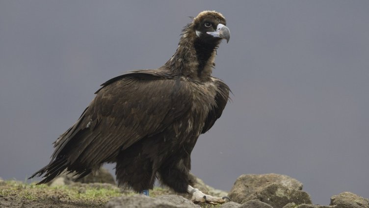 Снимка: Българско дружество за защита на птиците