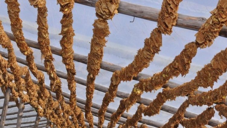 Снимка: архив, БулФото