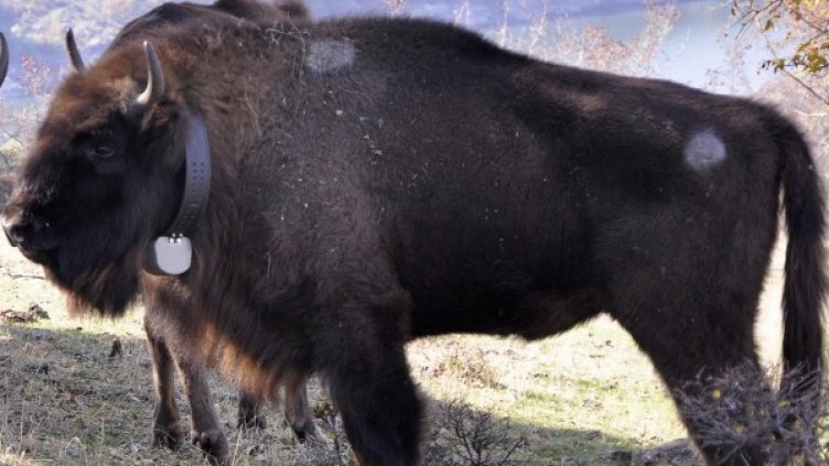 Архив: Булфото