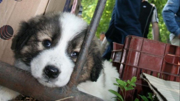 Снимка: Булфото