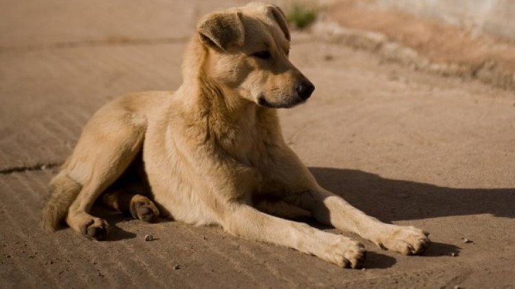 Снимка: архив Булфото