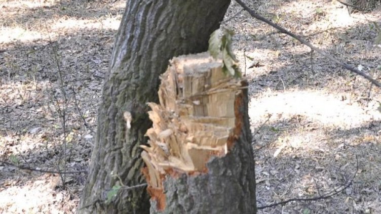 Снимка: Булфото, архив