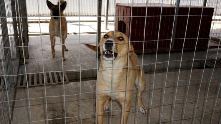 Снимка: Булфото, архив