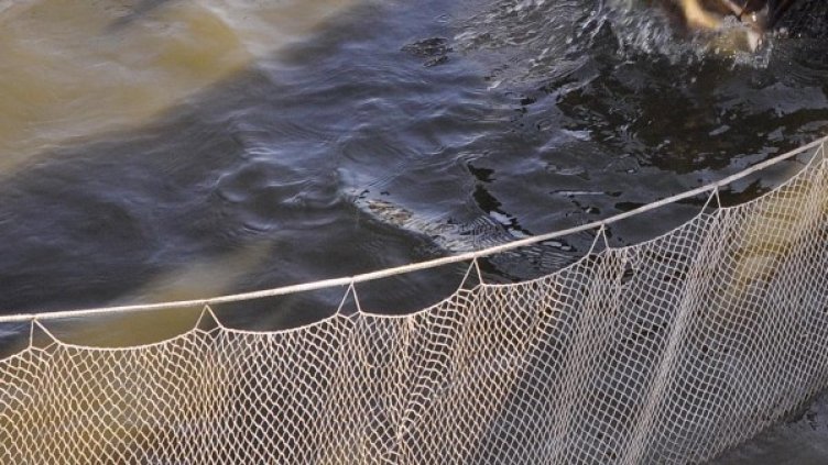 Снимка, архив: Булфото