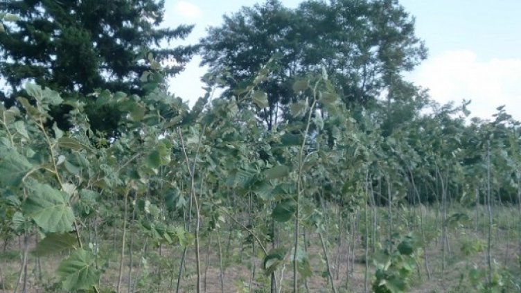 Снимка: архив, Булфото