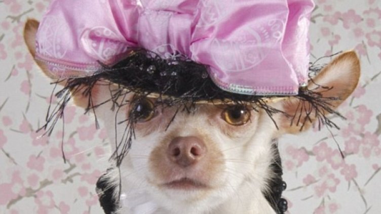 Снимка: Sophie Gamand