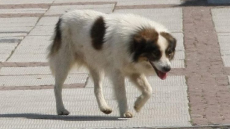 Снимка, архив: Булфото